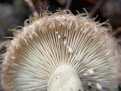 Lactarius romagnesii