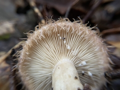Lactarius romagnesii