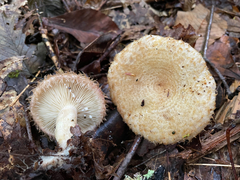 Lactarius romagnesii