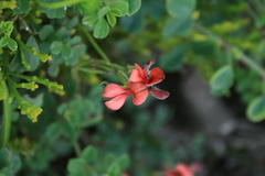 Indigofera porrecta