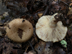 Lactarius romagnesii