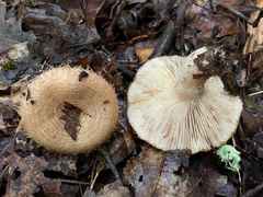 Lactarius romagnesii