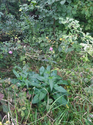 Knautia dipsacifolia (Knautia dipsacifolia)