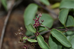 Vincetoxicum fasciculatum