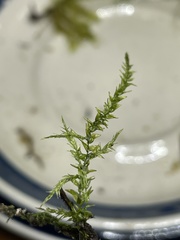 Calliergonella