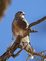 Falco rupicoloides