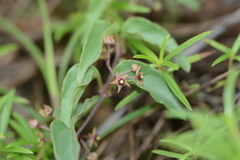 Vincetoxicum fasciculatum