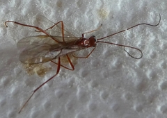 Hymenoptera