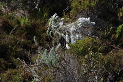 Eriocephalus racemosus racemosus