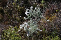 Eriocephalus racemosus racemosus