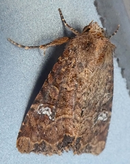 Lepidoptera