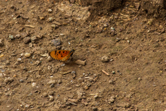Acraea terpsicore