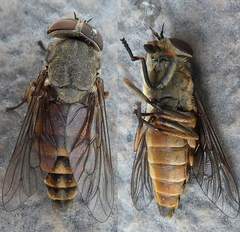 Insecta