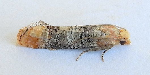Retinia edemoidana