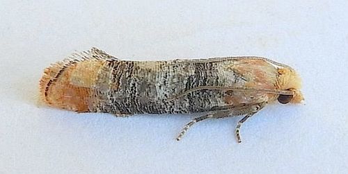 Retinia edemoidana