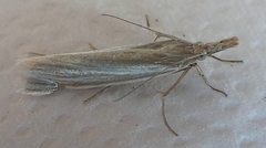 Lepidoptera