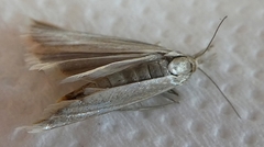 Lepidoptera