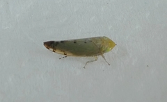 Hemiptera