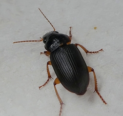 Coleoptera