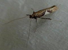 Lepidoptera