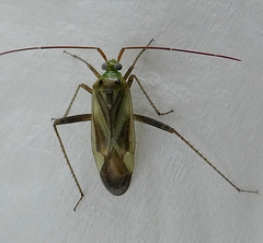 Heteroptera