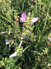 Ononis spinosa spinosa