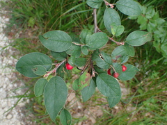 Cotoneaster integerrimus