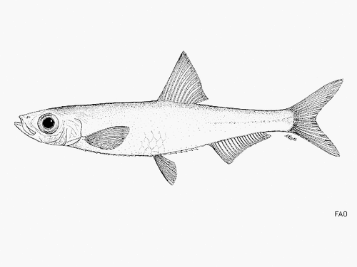 Nannothrissa parva