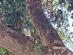 Aphelocoma californica