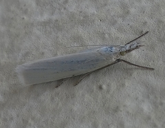 Lepidoptera