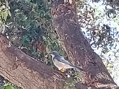 Aphelocoma californica