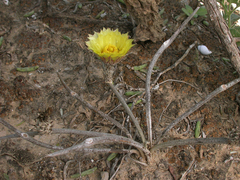 Astrophytum caput-medusae