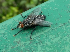 Diptera