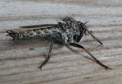 Diptera