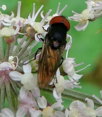 Diptera
