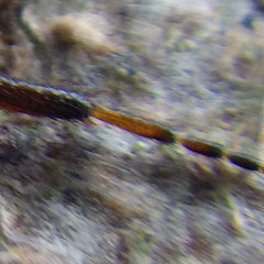 Bibio xanthopus