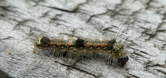 Lepidoptera