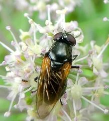 Diptera