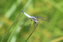 Palpopleura deceptor