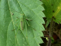Tettigoniidae