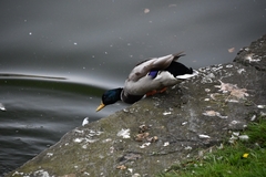 Anas platyrhynchos
