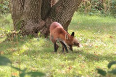 Vulpes vulpes