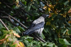 Corvus cornix