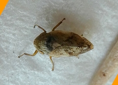 Hemiptera
