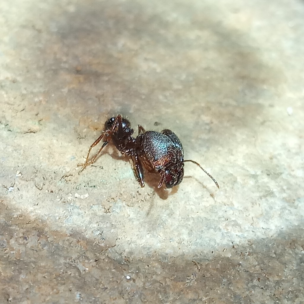 Pheidole smythiesii
