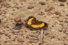 Junonia terea