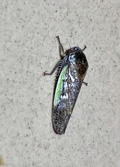Hamana gelbata