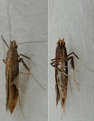 Lepidoptera