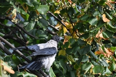 Corvus cornix