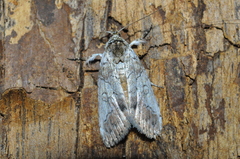 Erebidae